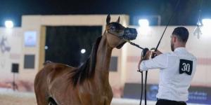 منافسات قوية في كأس الإمارات العالمي لجمال الخيل العربية