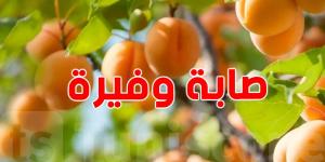 القيروان: ارتفاع صابة المشمش إلى 18.2 ألف طن ...وحركية اقتصادية كبيرة