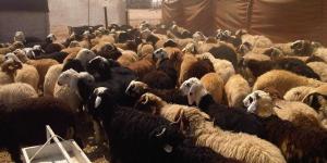 وزارة التموين تبدأ في إنشاء شوادر لطرح الخراف الحية للأضاحى 20 مايو