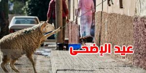 كيف تخزّن رأس العلوش وتحافظ عليه بأمان بعد الذبح؟