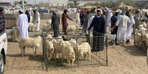 شركات التقسيط وزيادة الطلب تقفز بأسعار الاضاحي 15%