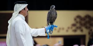بيع صقرين ب 180 ألف ريال في الليلة الأولى لمنصة المزاد الدولي لمزارع إنتاج الصقور