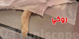 كلب ''روكي'' يفارق الحياة بعد اعتداء همجي في زاوية سوسة، والنيابة تبدأ تحقيق