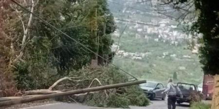 “مزارعو الضنية” يطالبون بتعويض عن الأضرار التي خلفتها العاصفة