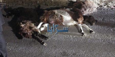 بالفيديو والصور ..  تعرض قطيع أغنام للدهس بالاغوار الشمالية