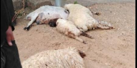 نفوق اغنام بمنطقة بئر الدباغات في لواء الشوبك جراء تفريغ كهرباء