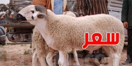 بهذه الولاية سعر ''علوش العيد'' يصل الى مليون و800