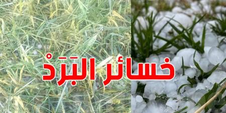 اتحاد الفلاحة بالكاف: موجة البَرَد الأخيرة تسببت في خسائر ب 100% للفلاحين