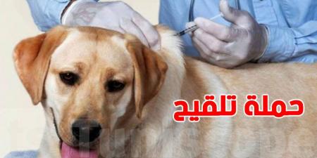 المرسى: حملة مجانية لتلقيح القطط والكلاب بهذا الموعد