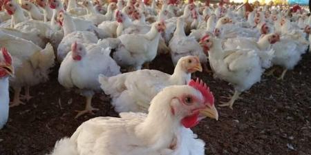 تفشي إنفلونزا الطيور في البرازيل يُجبر الدول المستوردة على فرض حظر تجاري شامل