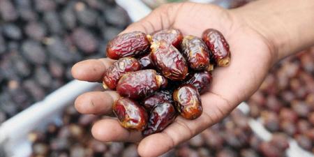 “معلومات الوزراء”: مصر أكبر منتج للتمور عالميًا بإجمالي 1.87 مليون طن