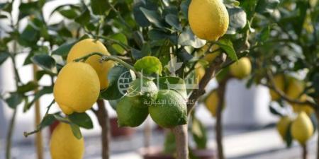 دينار و 65 قرشًا أعلى سعر لليمون في السوق المركزي