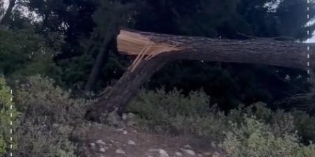 بالفيديو  ..  "مجزرة حرجية" في جرش: مجهولون يقطعون أشجارًا ليلًا ..  وناشطون يطالبون بمحاسبة المجرمين