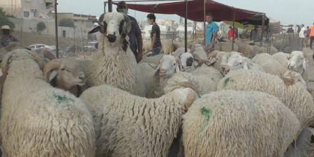 بلدية المعمورة توزيع أكياس بلاستيكية على المتساكنين لتجميع جلود الأضاحي