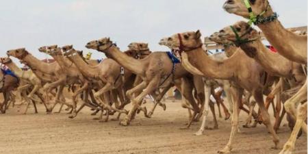 إطلاق النسخة الأولى من مهرجان العين لسباقات الهجن