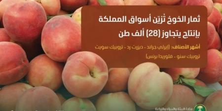 ثمار الخوخ تُزيّن أسواق المملكة وإنتاجها المحلي يتجاوز 28 ألف طن