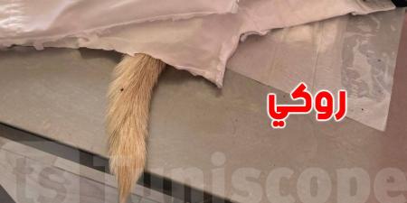 كلب ''روكي'' يفارق الحياة بعد اعتداء همجي في زاوية سوسة، والنيابة تبدأ تحقيق