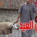 علوش العيد : اتحاد الفلاحة يطمئن... والقصّابون يحذرون