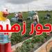 أجور لا تتجاوز 20 دينارًا: واقع العملات الفلاحيات في تونس
