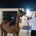 منافسات قوية في كأس الإمارات العالمي لجمال الخيل العربية