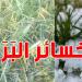 اتحاد الفلاحة بالكاف: موجة البَرَد الأخيرة تسببت في خسائر ب 100% للفلاحين