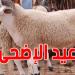 قريبا: تحديد سعر أضاحي العيد ''بالميزان''