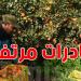 37.7 مليار صادرات القوارص حتى ماي 2025