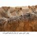 حديقة الحيوانات بالعين تحتفي باليوم العالمي للأسد