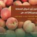 ثمار الخوخ تُزيّن أسواق المملكة وإنتاجها المحلي يتجاوز 28 ألف طن