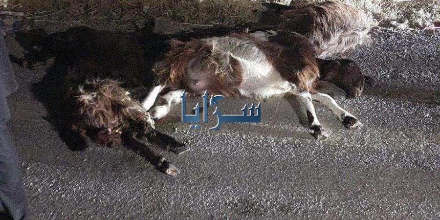 بالفيديو والصور ..  تعرض قطيع أغنام للدهس بالاغوار الشمالية