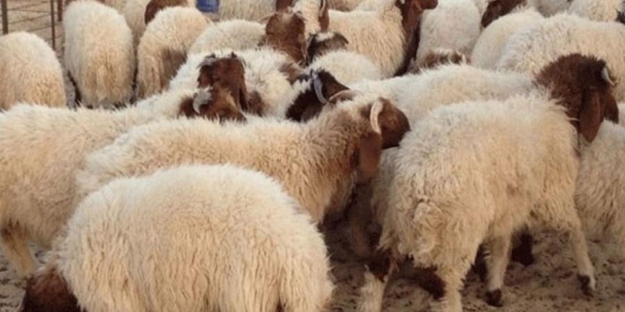 صفاقس توفر حوالي 83 الف اضحية
