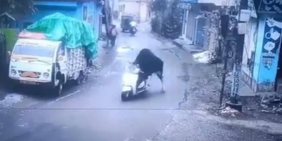 ثور يهرب بدراجة نارية مسروقة