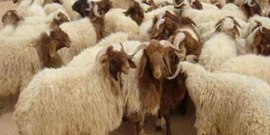وزير الزراعة: نعمل على آلية محوكمة لتعداد الأغنام