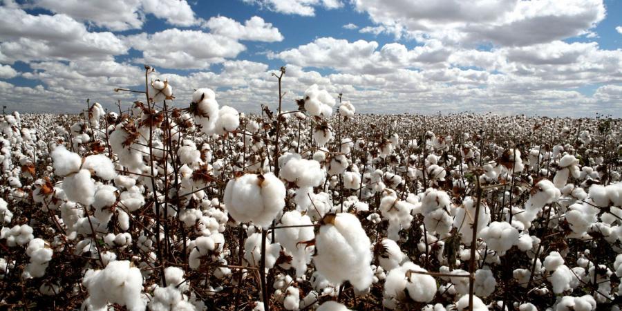 103 ملايين دولار صادرات القطن منذ بدء الموسم الحالى