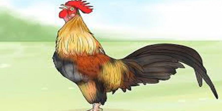 صياحه يزعج الجيران.. غرامة بحق بريطاني بسبب ديك