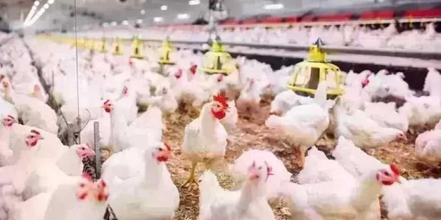 أسعار الدواجن اليوم الجمعة.. الفراخ وصلت لكام