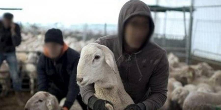 صفاقس : قبلة محترفي سرقة الاضاحي …فهل سيلجأ اقليم الامن الى البوّابات ؟