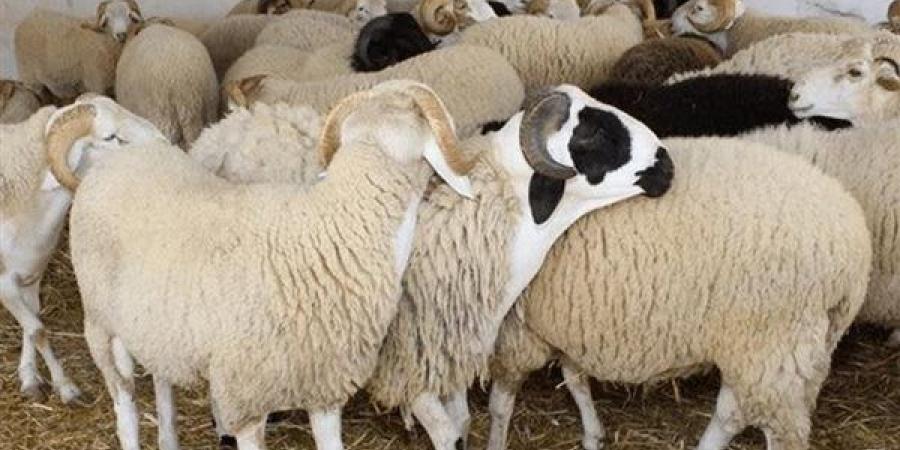 أسعار الأبقار والماعز والخراف في الأسواق.. تزامنا مع عيد الأضحي