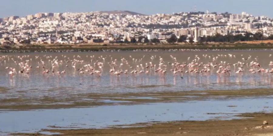 الطيور المهاجرة: صندوق الطبيعة لشمال إفريقيا يدعو إلى حماية الأصناف المهددة بالإنقراض