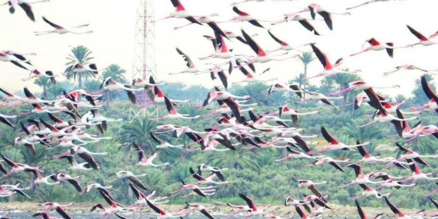 مصر تسجل 354.5 ألف طائر مهاجر