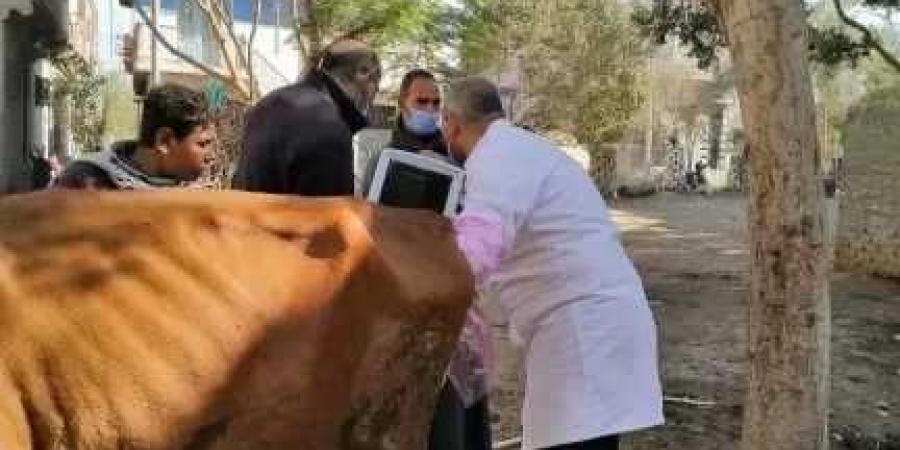 الزراعة تواصل رعاية تناسليات الماشية