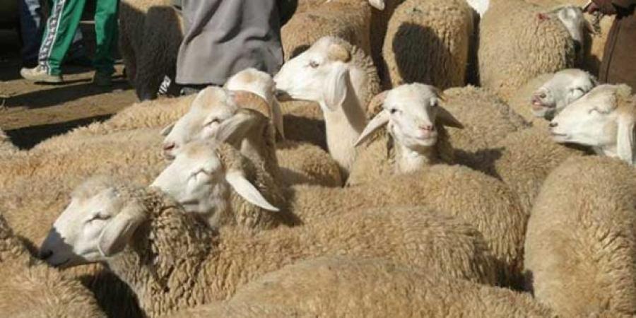 "علوش" العيد ب800 دينار..!