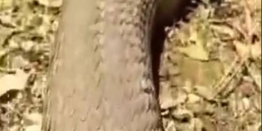 شاهد لحظة عثور مواطن على أفعى بطول 4 أمتار في عجلون