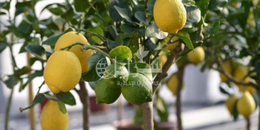دينار و 65 قرشًا أعلى سعر لليمون في السوق المركزي