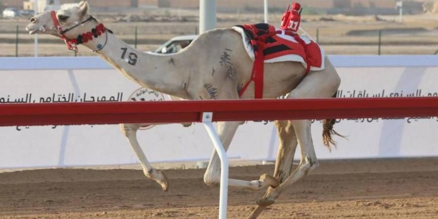 «الرئاسة» تحصد 10 أشواط في الحول والزمول