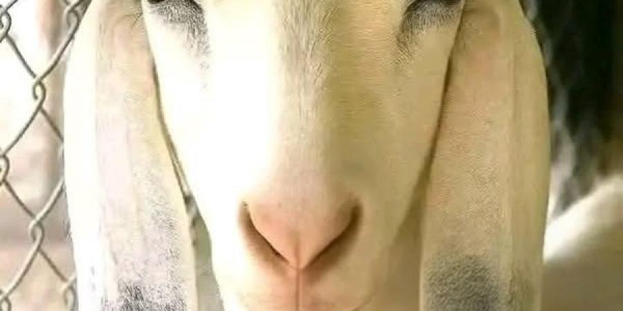 صاحب "عنز" مفقودة في الكرك يعرض مكافأة مالية لمن يعثر عليها
