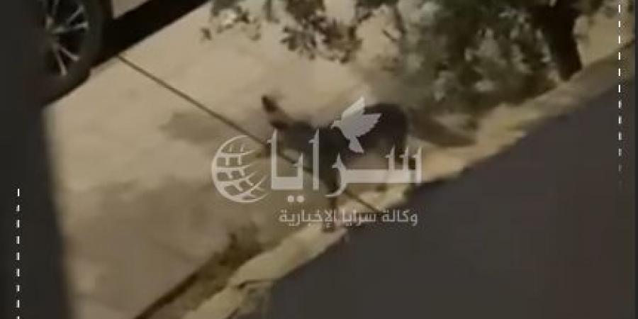 بالفيديو  ..  "الحصيني" يغادر الغابات يجوب شوارع الزرقاء ! ..  ظهوره يثير الذعر والاستغراب