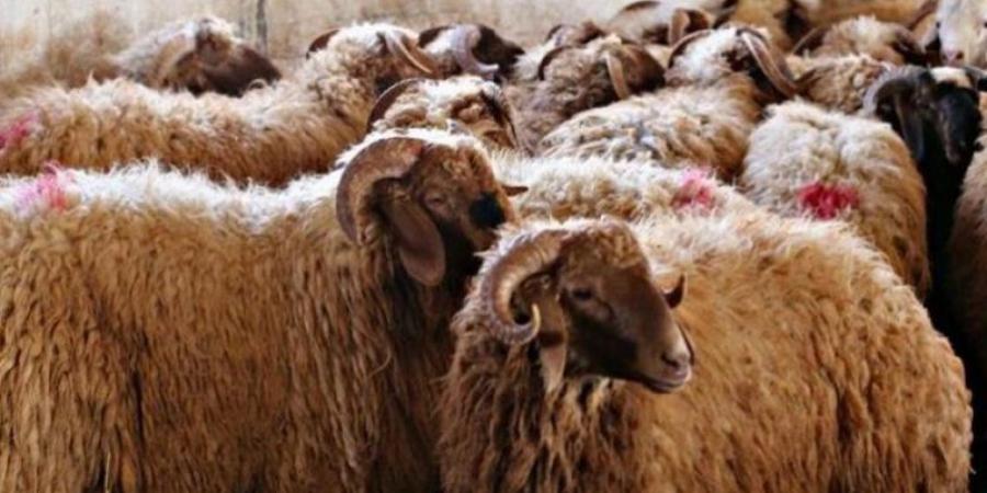 مواطنون يشكون من ارتفاع أسعار الخراف الحيّة مع قرب عيد الاضحى ..  والزراعة توضح
