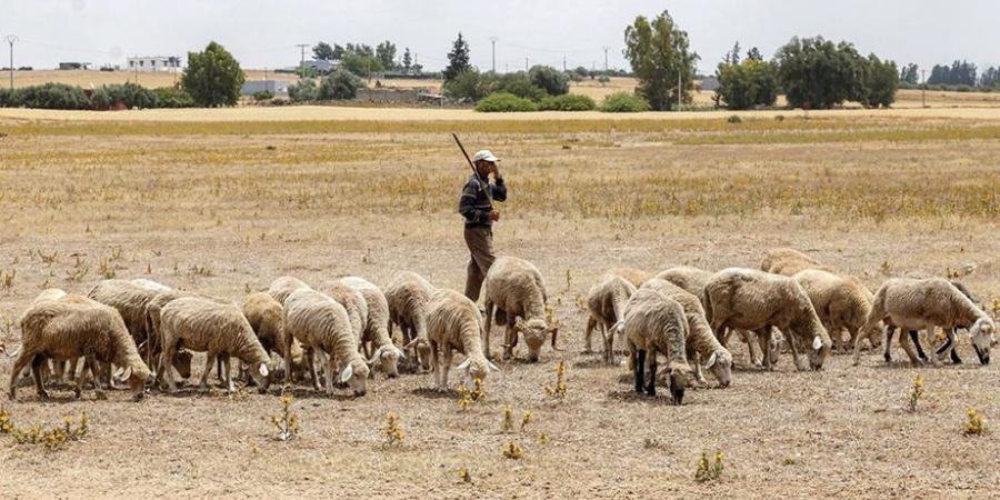 الجفاف يحرم المغاربة من أضحية العيد