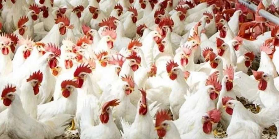 الكيلو بـ 62 جنيه .. اسباب تراجع اسعار الدواجن بالمحافظات